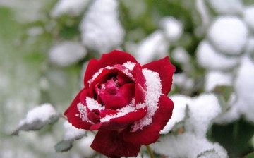 Rose in the snow