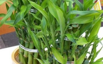 How to grow bamboo