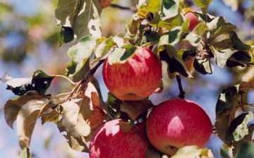 jak správně prořezat jabloň