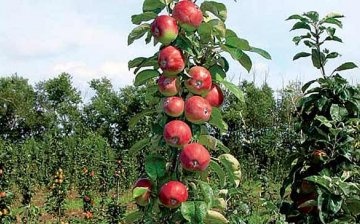 Pruning columnar apple trees
