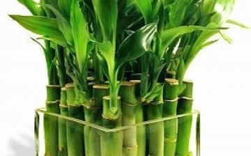 Vnitřní bambusová fotografie