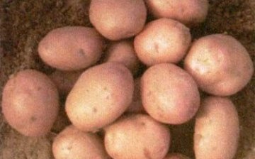 rano dozrijevajući krumpir
