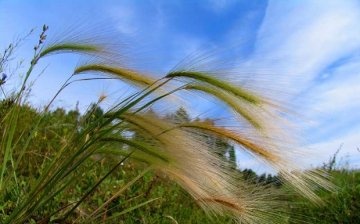 feather grass in the photo