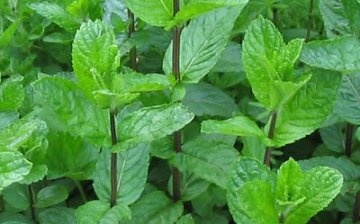  mint seed cultivation