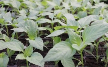 Sowing pepper for seedlings