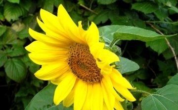 floarea-soarelui anuală