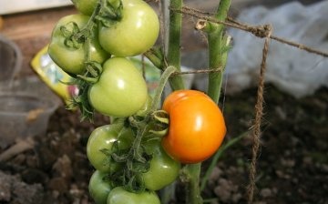 How to tie tomatoes