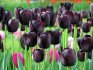 Fekete tulipán