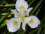 Iris bijela