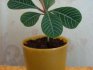 Euphorbia fehér erezetű