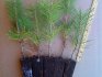 Growing thuja from seeds