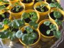 vegetative breeding of pelargonium