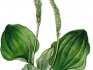 medicinal properties of plantain