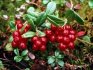 useful properties of lingonberry