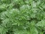 treatment with wormwood oil for skin ulcers
