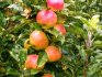 sadnja stabla jabuke u proljeće