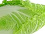 cultivation of Chinese cabbage