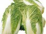 caring for Chinese cabbage