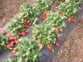 home business ideas, growing strawberries
