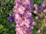 growing delphinium from seeds