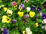 Pěstování violy ze semen