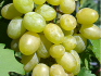 Ilya grapes