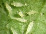 Leaves turn yellow - reasons: pests