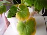 Possible problems when growing geraniums