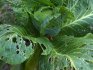 Diseases and pests of vegetables
