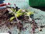 How to dive seedlings correctly