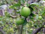 Rules for growing and caring for green apple varieties