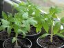 Tipy pro pěstování sazenic zeleniny