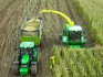 شروط وقواعد حصاد الذرة للسيلاج