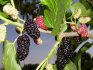 Mulberry varieties for the Moscow region
