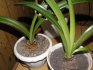The resting period in the hippeastrum