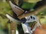 Rules and features of spring pruning in the garden