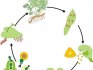 Fern description and life cycle