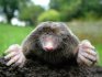 Folk methods of fighting moles