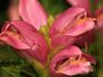 Helone: ​​botanické popisy a druhy