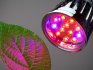 Lumina LED pentru plante