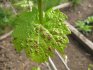 Diseases of early grape varieties and the fight against them