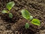 Eggplant seedling planting rules