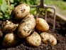 Vlastnosti pěstování brambor