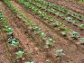 Pěstování semen brokolice venku