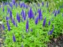 Growing and caring for plantings of Veronica long-leaved