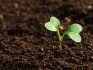 Soil preparation for seedlings and seed treatment