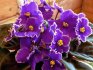 Unpretentious varieties of indoor violets