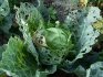 Cabbage pests and control