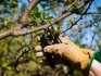 Cherry pruning and shaping
