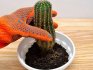 Přesazování kaktusů